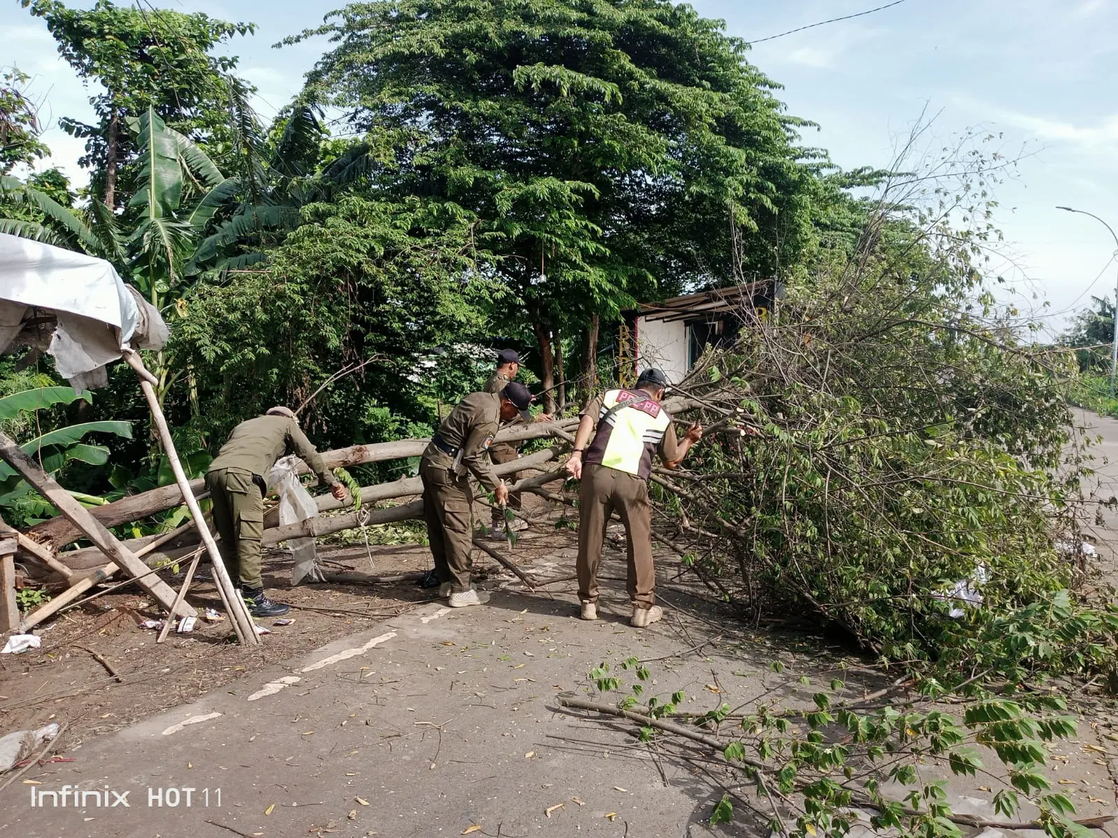 Pohon Tumbang