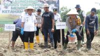 Asta Cita Presiden, Kapolres Bersama Pj Walikota dan Ketua DPRD Tanam Bibit Jagung di Lahan 4,5 Hektare