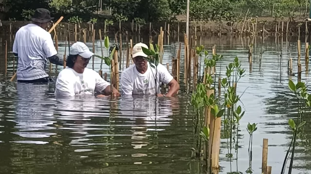 Aktivis Mangrove