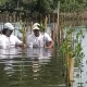 Aktivis Mangrove