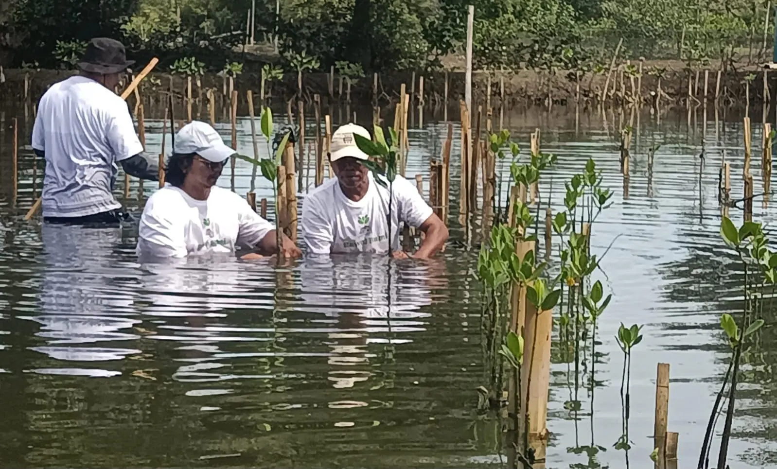 Aktivis Mangrove